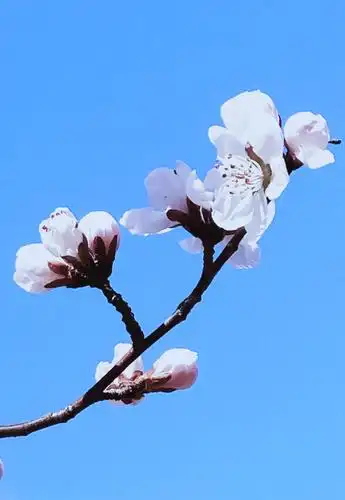 春天来了,春暧花开.