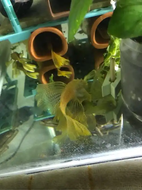 [鱼友广告] 出纯品雪花大帆繁殖组