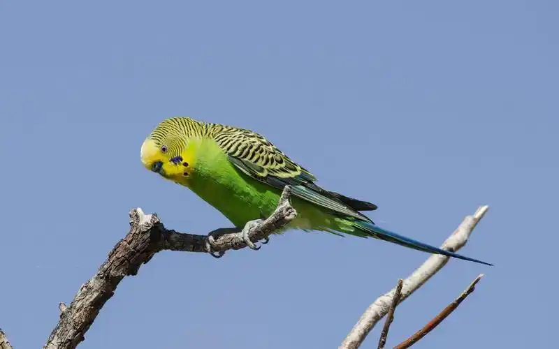 4k虎皮鹦鹉学名melopsittacusundulatus是鹦形目鹦鹉科的鸟类又名娇凤