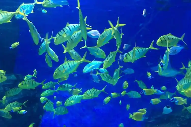 海洋馆门票多少钱天津极地海洋馆99元门票