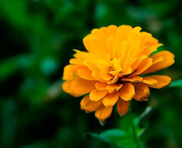 夏日里的百日草