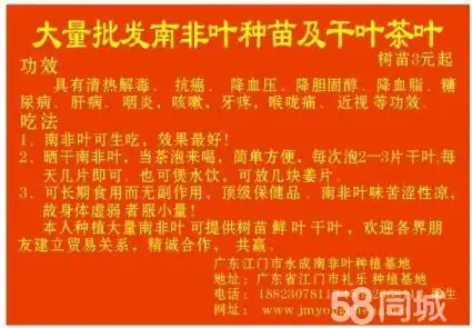 南非叶癌症降血压降血糖肝病等功效的良药
