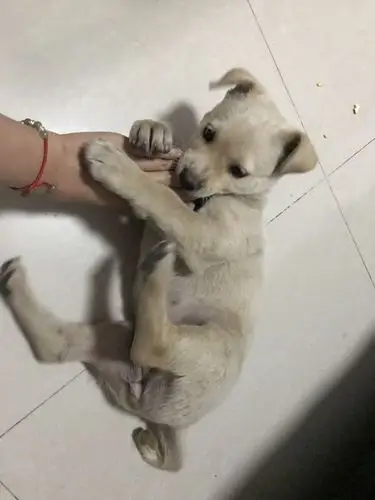 小巧 折耳 弯着尾巴 这是什么狗