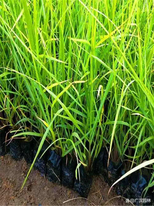 狼尾草牧草可以长多高