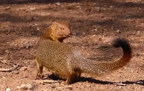 世界上最凶猛的啮齿类动物食蛇鼠体长50厘米能吃蛇