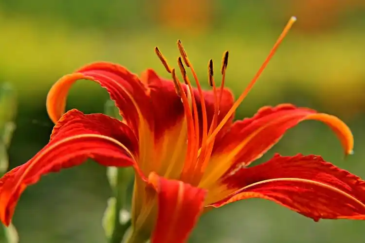 中国的母亲花:萱草