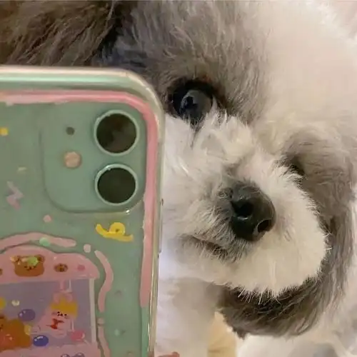 求这种狗狗拿着手机自拍的头像