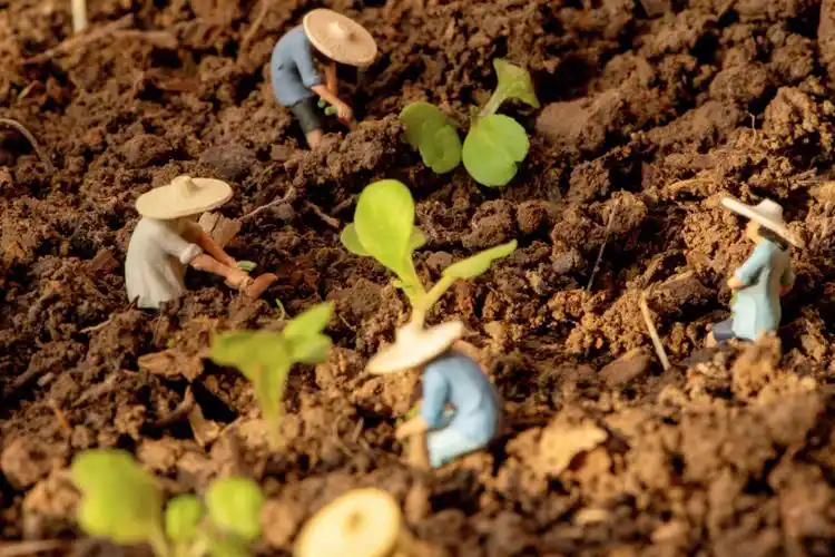 今日植树节种下小树苗以后好乘凉