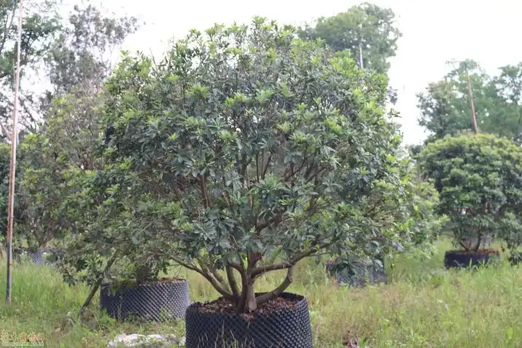 广东广州丛生杨梅价格及采购供应价格_花木商情网