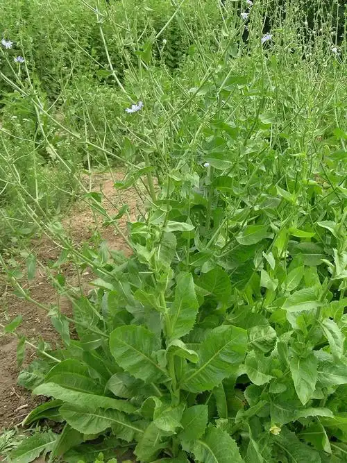 p>菊苣属(学名:cichorium l.