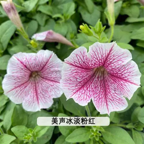 无性系矮牵牛垂吊花卉星空冰淡紫玛丽亚伊丽莎白阳台庭院盆栽