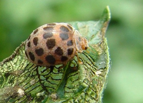 马铃薯二十八星瓢虫防治