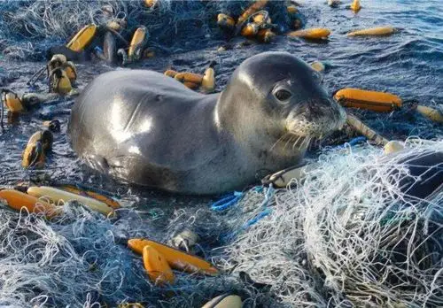 垃圾随河流冲刷入海洋,海洋污染严重