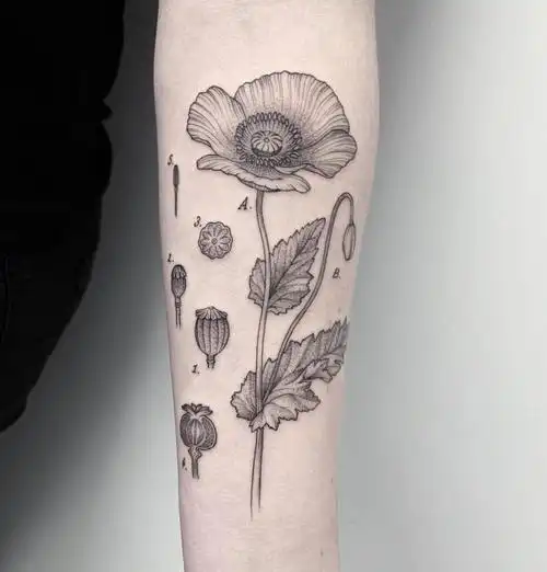 小臂黑灰点刺风罂粟花纹身图案