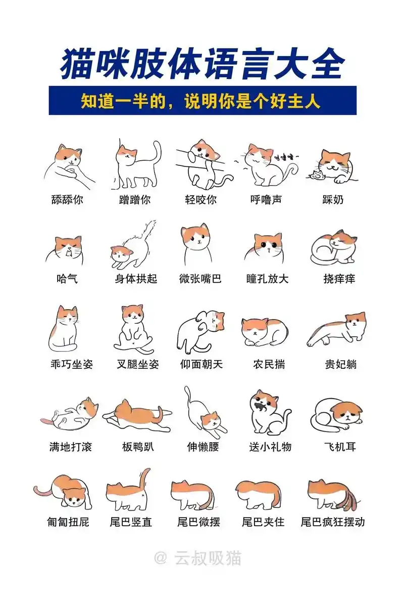 25种猫咪肢体语言大全.带你读懂猫咪小情绪,新手养猫必备 # - 抖音