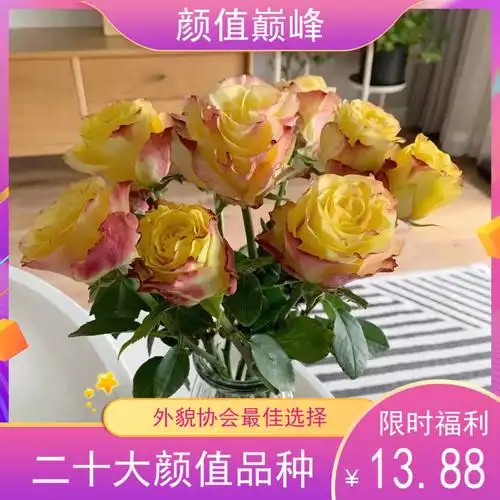 诗人花园胜利女神月季浓香生根根接v12漂亮美丽时令草本花卉