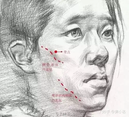 素描头像面部结构怎么画