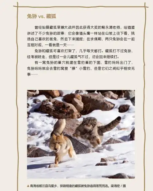 中国的13种野生猫科动物