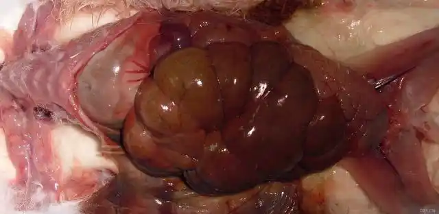 【原创】家兔腹腔解剖照片