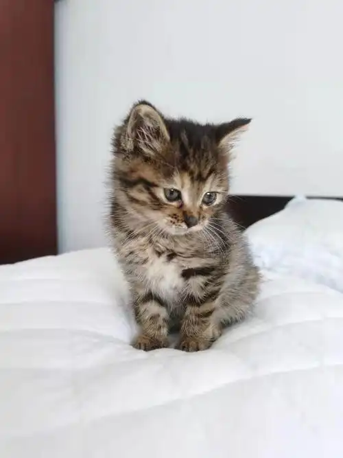 可可爱爱亲人狸花猫,一个半月大健康活泼,很粘人性格