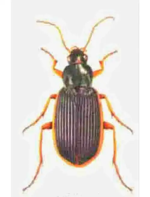 欧黄边青步甲:两栖动物的"捕食者"