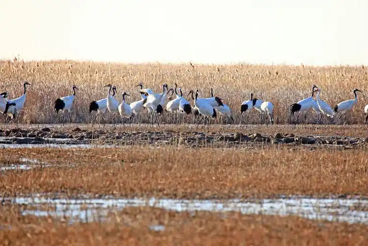 江苏盐城国家级自然保护区