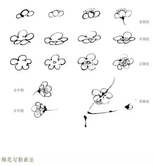 国画入门教程写意梅花的画法内附视频