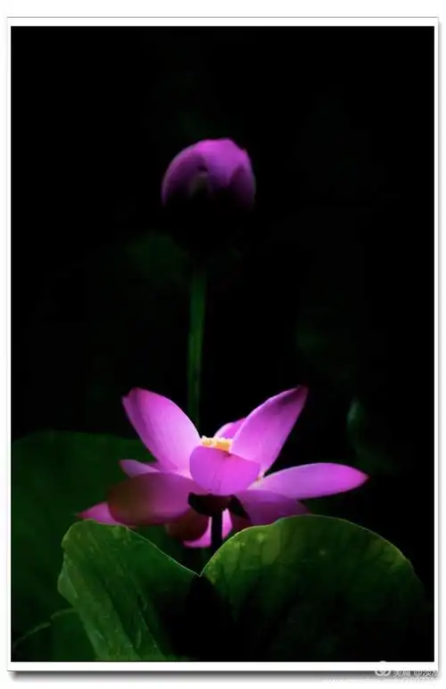 然佳期如梦,荷花有意,岁月无情.