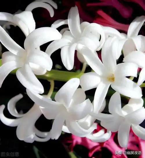 白色风信子花语(幽冥随笔——白色风信子)