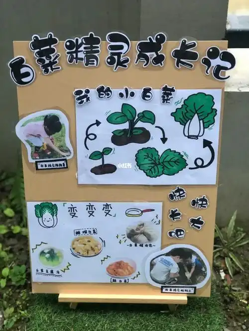 白菜精灵成长记02植物角标示牌