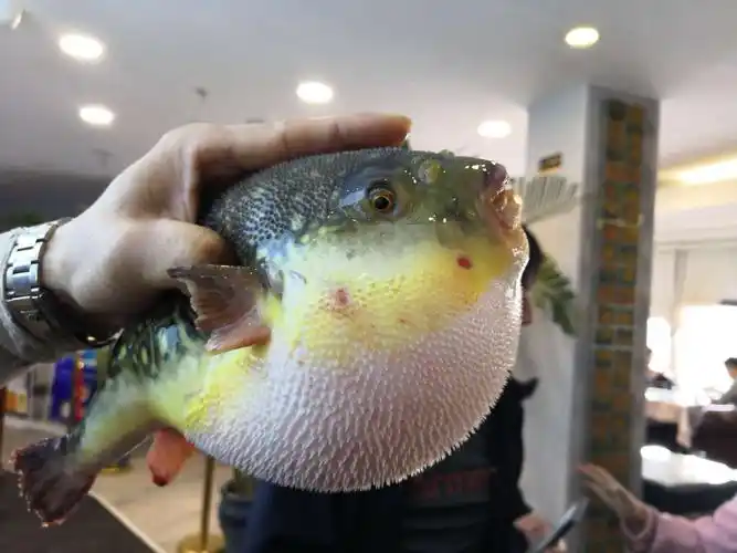 河豚鱼生气了,它的肚子涨的好大好大