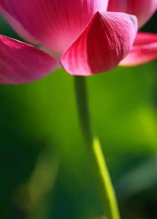 崔志强,米南阳,铸公,吴祯岚,黄金程,李哲先等先生指导书画篆刻