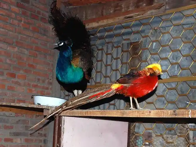 省 广东红腹锦鸡苗养殖红腹锦鸡标本价格,广西红腹锦鸡苗养殖红腹锦鸡