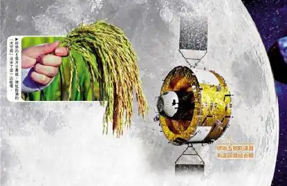 太空水稻回家了!