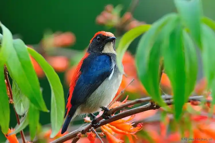 红胁蓝尾鸲南方公园里的乖乖鸟