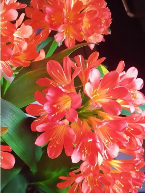 君子兰不开花是什么原因及解决办法_大全-幸福起航