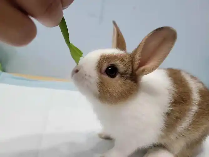 【道奇侏儒兔】坐标深圳,侏儒兔刚出满月,免费领养