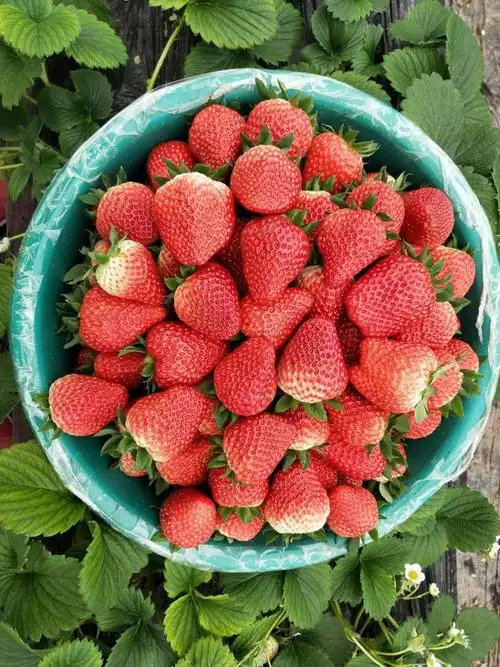 [红颜草莓批发]红颜草莓 20克以上 价格26元/斤 - 惠农网