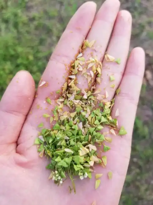 荠菜种子漫山遍野