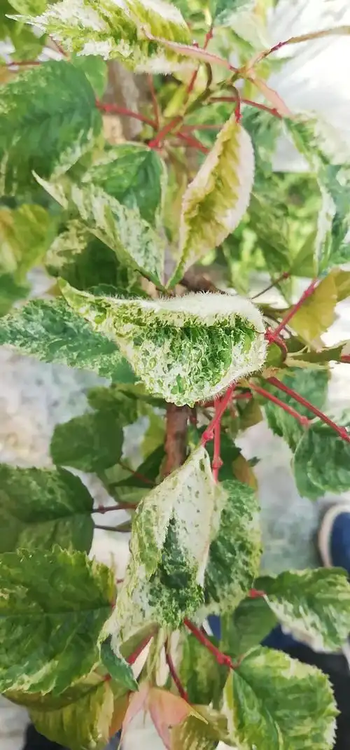 樱桃叶片发黄是啥病症病毒病的防治技术