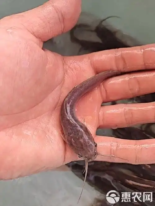 埃及鲶鱼苗,批发供应埃及塘角鱼苗,场地直销,量大优惠