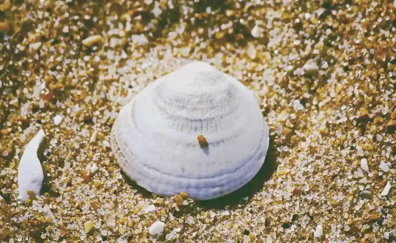 自然贝壳seashellseashells壁纸图片