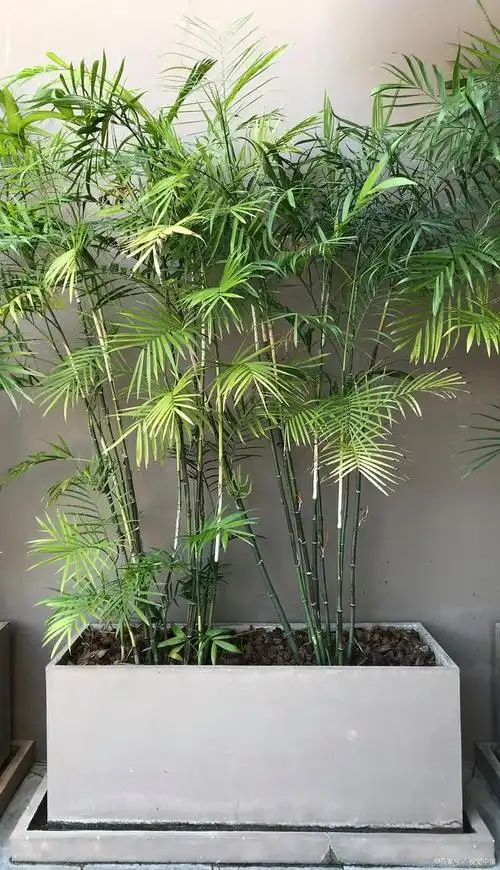 凤尾竹盆栽怎么养?放客厅到底能不能成活?