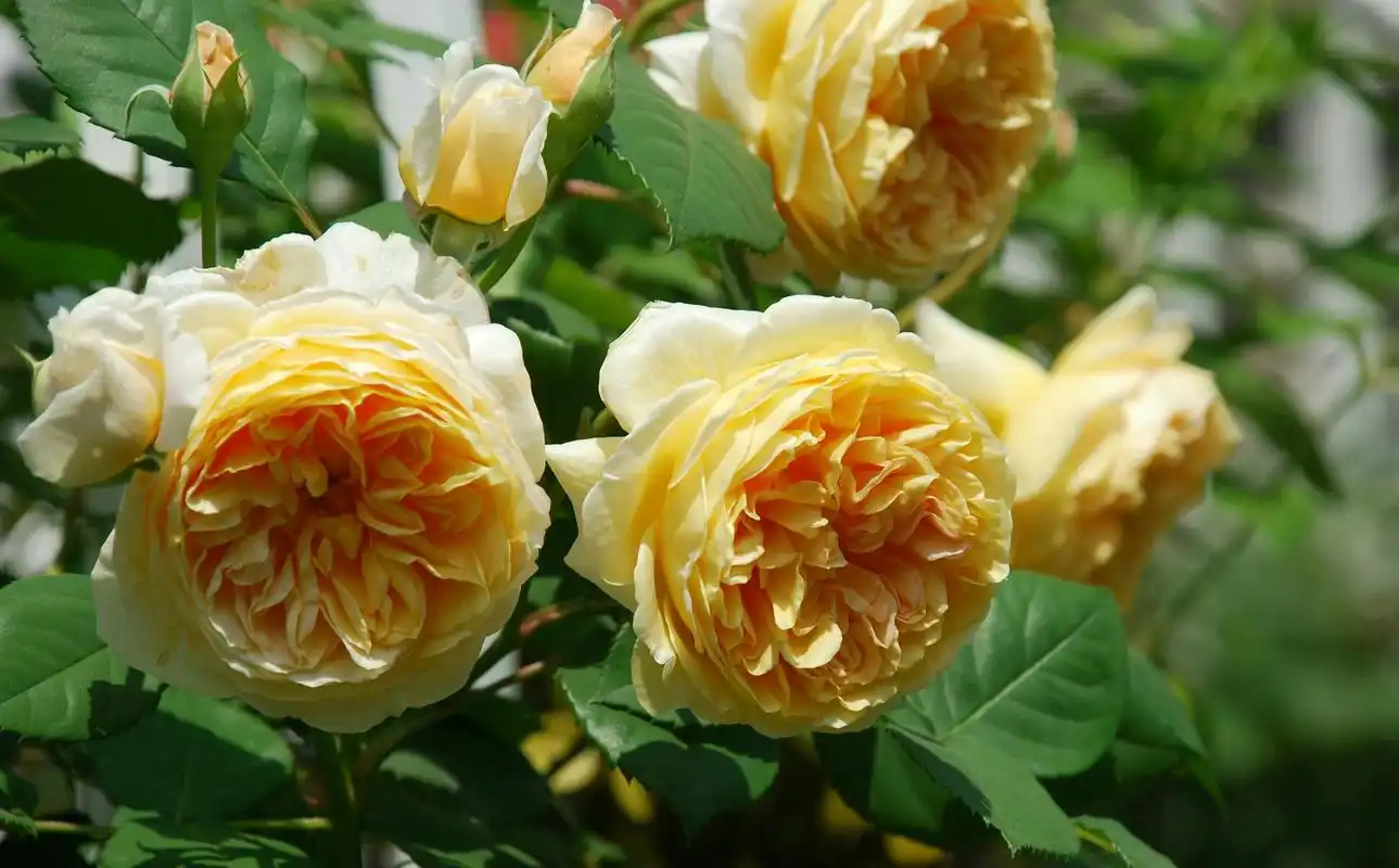 欧月玛格丽特王妃