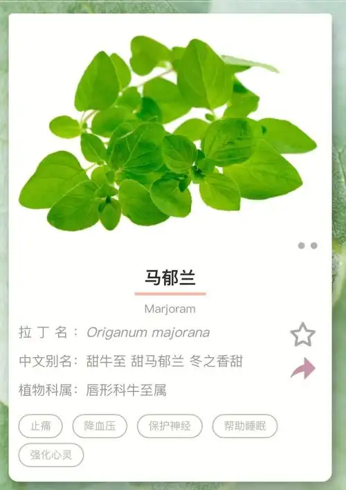 每日一油马郁兰精油