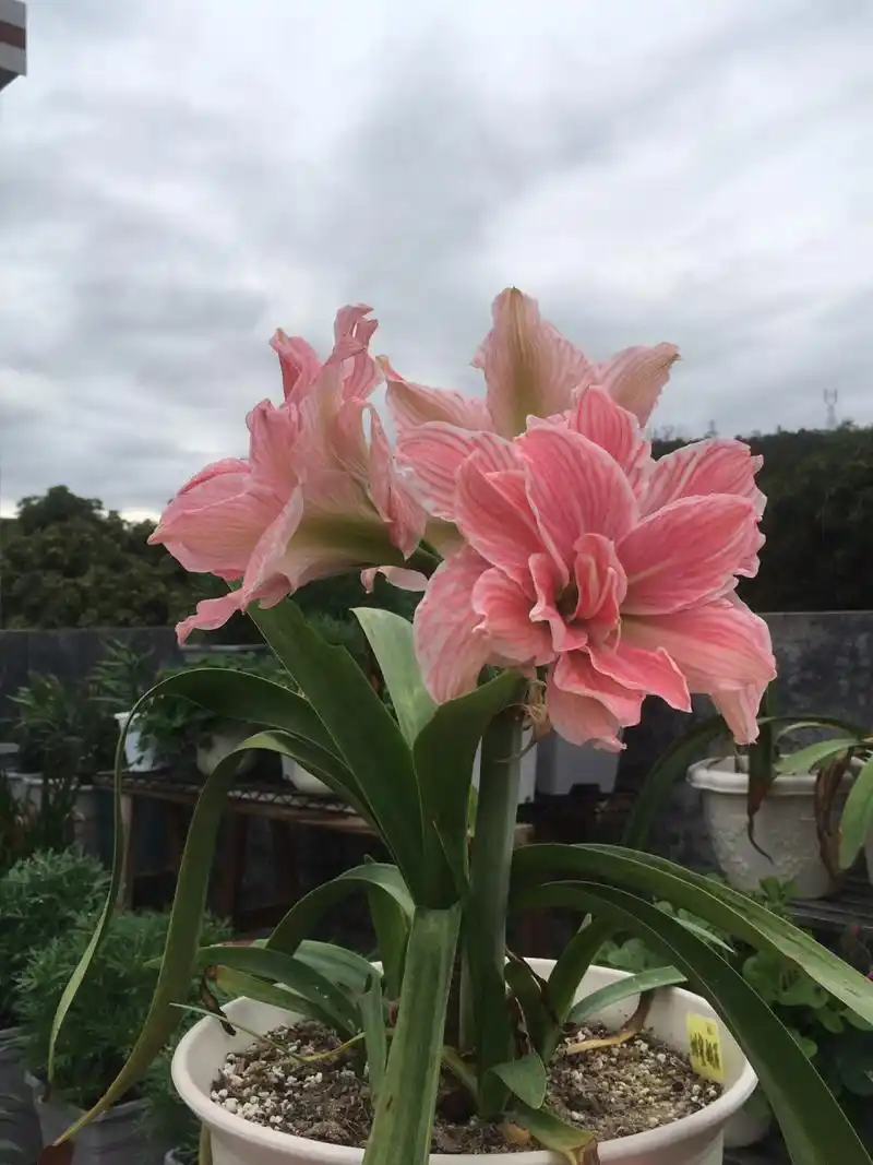朱顶红/甜蜜妮芙复花 前段时间下雨的时候复花了,但是没心情,没空拍