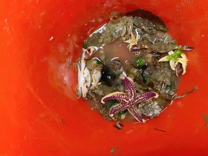 连续两天赶海总结到青岛捡海参鲍鱼螃蟹75