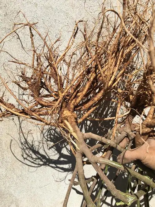 广西野生虎尾轮新鲜草药猫尾草现摘石参根煲汤料特产狐狸尾全草【图片