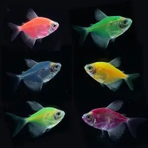 青苹果天使鱼绿天使鱼新手好养活荧光鱼观赏鱼热带草缸鱼小型糖果