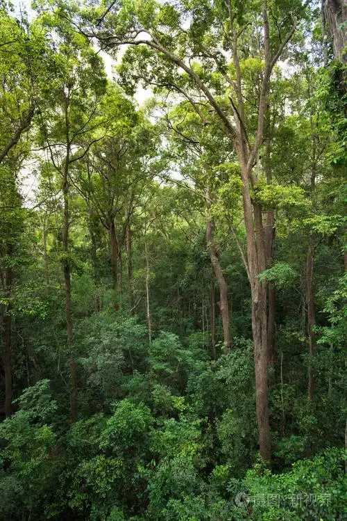 景观图的干燥的热带常绿森林,泰国